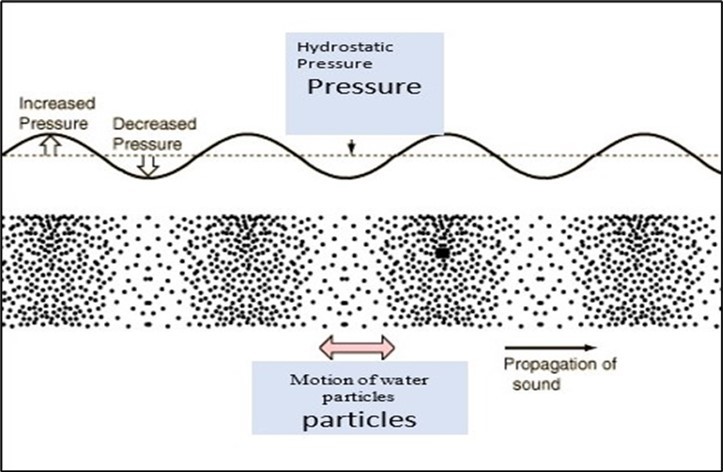 (Drawn by me): Sound sources compress the water, and increase and decrease the hydrostatic pressure, and the sound pressure passes away from the source. It is accompanied by back and forward motion of particles of the water, termed the particle motion, which also travels in a particular direction. Particle  Motion levels are much higher in the Near Field, close to the source, especially at low frequencies.