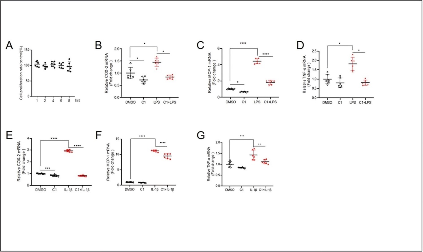 TFEB activation by C1 inhibits COX-2, MCP-1 and TNF-α mRNA levels induced by LPS and IL-1β in keratinocytes. The cell proliferation rate (A) of HaCaT cells pretreated with TFEB activator C1 (10 μM) for 1, 2, 4, 6 and 8h. Quantitative PCR results showing the LPS- (10 μg/mL, 4 h) induced changes of mRNA levels of COX-2 (B), MCP-1 (C) and TNF-α (D) in HaCaT cells pretreated with TFEB activator C1 (10 μM) for 4h. Quantitative PCR results showing the IL-1β- (10 ng/mL, 4 h) induced changes of mRNA levels of COX-2 (E), MCP-1 (F) and TNF-α (G) in HaCaT cells pretreated with TFEB activator C1 (10 μM) for 4 h. Data was analyzed using two-way ANOVA, *P<0.05,**P<0.01,***P< 0.001,****P<0.0001.