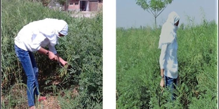 Journal of Antioxidant Activity-Glycyrrhiza glabra