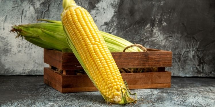 Article: Assessing the Effects of Blessing (Biofield) Energy Treatment on Zea mays L. saccharata Productivity